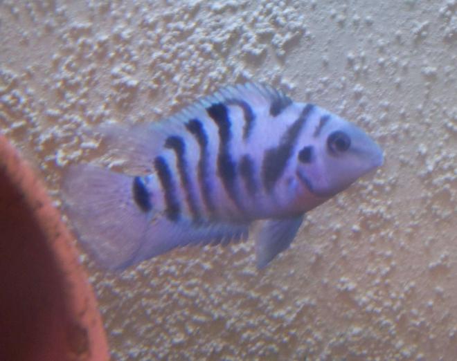 freshwater fish - archocentrus nigrofasciatus - black convict cichlid stocking in 47 gallons tank - This is my young breeding male Convict.