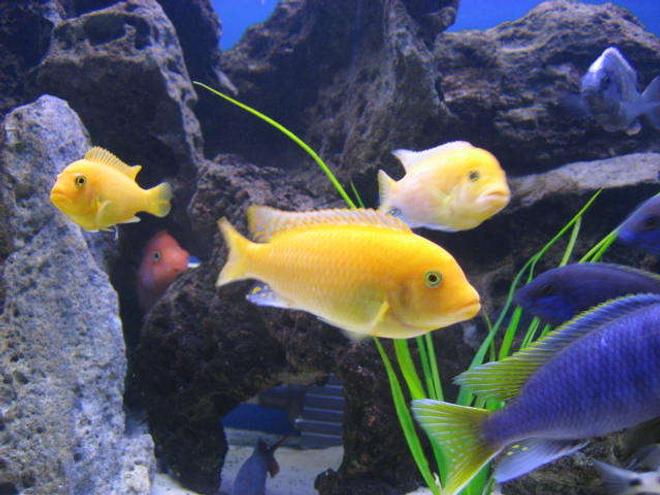 freshwater fish - pseudotropheus estherae - red zebra cichlid stocking in 225 gallons tank - Red Zebras