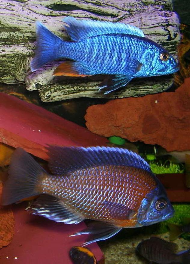 freshwater fish - sciaenochromis fryeri - electric blue hap stocking in 95 gallons tank - Sciaenochromis fryeri is on top and 
Copadichromis borleyi (Kadango)is below

Both are proud fathers of many fry...
