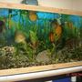 50 gallons planted tank (mostly live plants and fish) - my discus tank