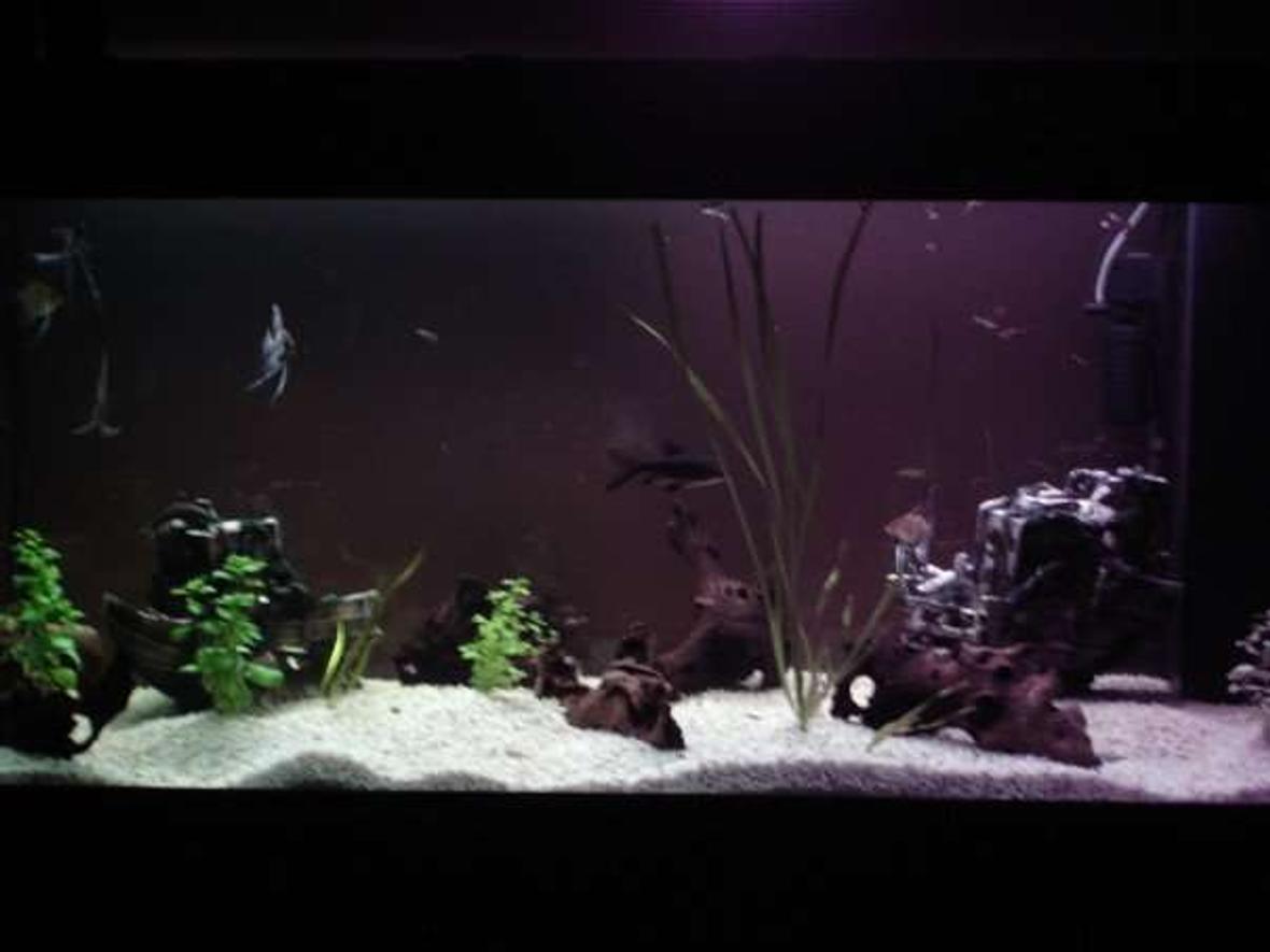 211 gallons planted tank (mostly live plants and fish) - Bad pic, will take a better one soon.
