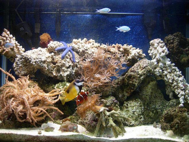 65 gallons reef tank (mostly live coral and fish) - 65 gal, with MH lighting, 8 months old