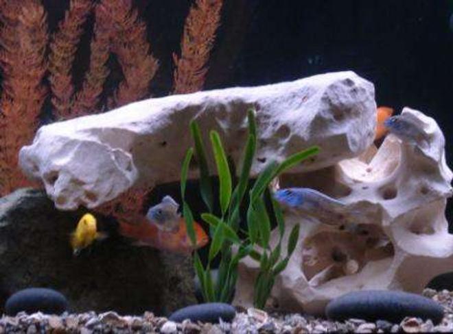 freshwater fish - labidochromis caeruleus - electric yellow cichlid stocking in 75 gallons tank - Assorted African Cichlids.