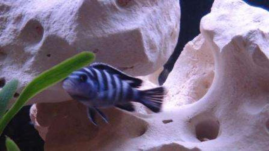 Rated #1682: Freshwater Fish - Pseudotropheus Demasoni - Demasoni Cichlid Stocking In 75 Gallons Tank - Demasoni