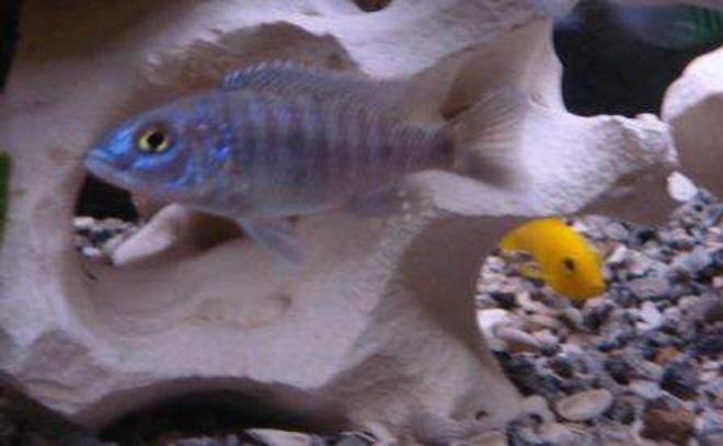 freshwater fish - sciaenochromis ahli - electric blue cichlid stocking in 75 gallons tank - Young Electric Blue Ahli.