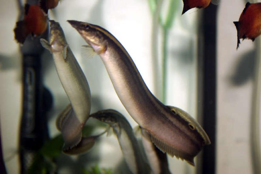 Rated #27: Freshwater Fish - Macrognathus Siamensis - Peacock Eel Stocking In 33 Gallons Tank - here is a picture of my peacock eels and a few platys.  they are swimming to the top of the tank to figure out how to get the worms in the new worm cup feeder.