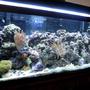 75 gallons saltwater fish tank (mostly fish, little/no live coral) - I love this hobby.