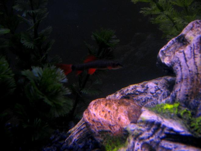 freshwater fish - epalzeorhynchos frenatus - rainbow shark stocking in 20 gallons tank - My Rainbow Shark!!
