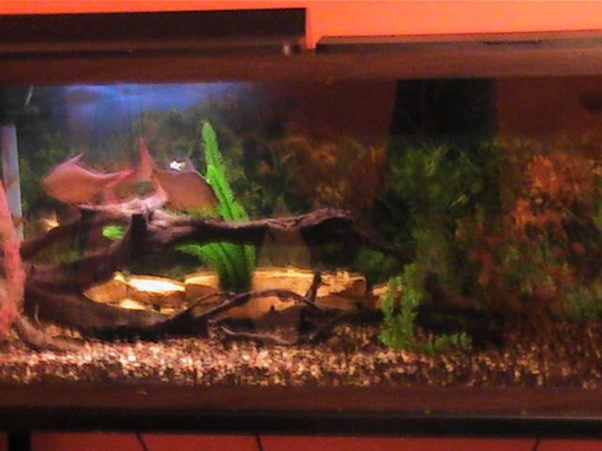 Rated #471: 55 Gallons Freshwater Fish Tank - 55 gallon tank with six tin foil barbs.