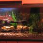 55 gallons freshwater fish tank (mostly fish and non-living decorations) - 55 gallon tank with six tin foil barbs.