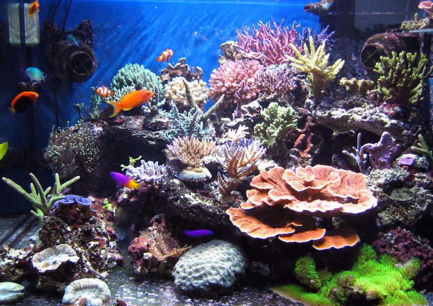 Rated #7: Fish Tank Picture - My tank after 5 months