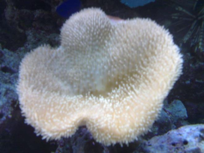 corals inverts - sarcophyton sp. - toadstool mushroom leather coral stocking in 132 gallons tank - my aquarium