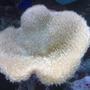 corals inverts - sarcophyton sp. - toadstool mushroom leather coral stocking in 132 gallons tank - my aquarium