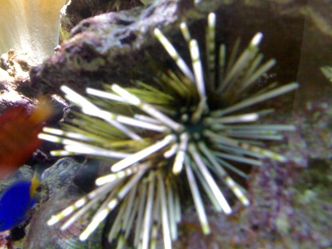 corals inverts - echinothrix calamari - longspine urchin, banded stocking in 132 gallons tank - my aquarium4