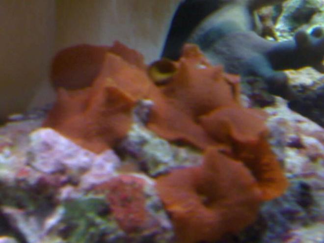corals inverts - actinodiscus sp. - red mushroom stocking in 132 gallons tank - my aquarium6