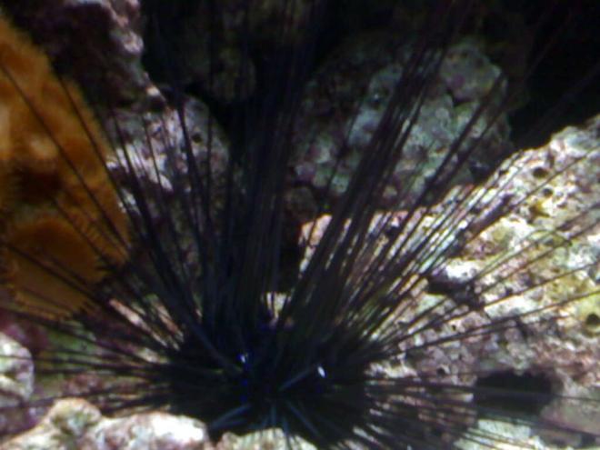 corals inverts - diadema setosum - longspine urchin, black stocking in 132 gallons tank - my aquarium7