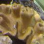 corals inverts - sarcophyton elegans - yellow fiji leather coral stocking in 132 gallons tank - my aquarium9
