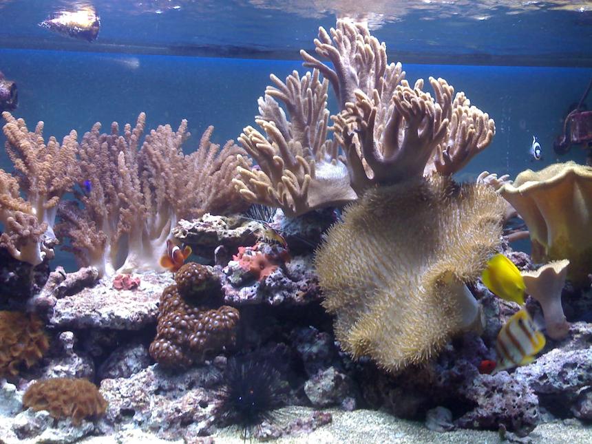 Rated #7: 132 Gallons Saltwater Fish Tank - my aquarium11