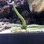 corals inverts - ophiothrix sp. - brittle sea star, fancy yellow stocking in 132 gallons tank - my aquarium18
