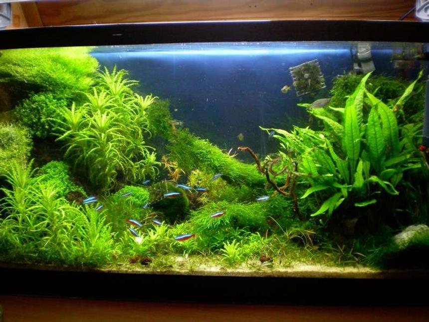 Rated #23: 25 Gallons Planted Tank - My tank
4 month old