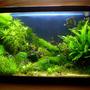 25 gallons planted tank (mostly live plants and fish) - My tank 4 month old