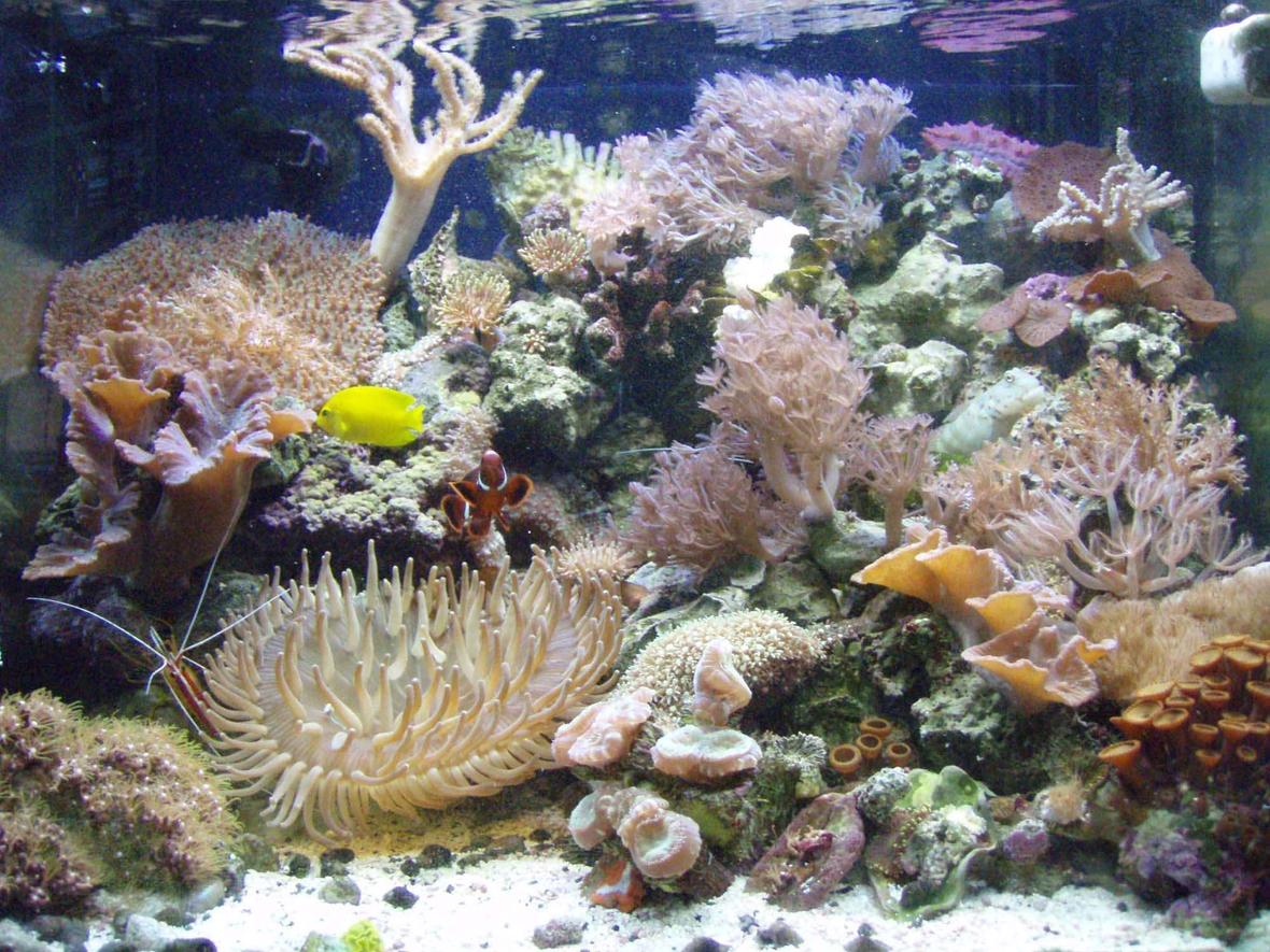 29 gallons reef tank (mostly live coral and fish) - My 29 gallon reef. Most corals are out, and every fish except the chalk basslet can be seen. Hope you enjoy.