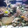 29 gallons reef tank (mostly live coral and fish) - My 29 gallon reef. Most corals are out, and every fish except the chalk basslet can be seen. Hope you enjoy.