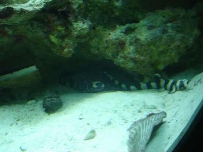 saltwater fish - chiloscyllium punctatum - cat shark, black banded stocking in 75 gallons tank - two baby sharks together