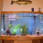 55 gallons freshwater fish tank (mostly fish and non-living decorations) - My Fishy Tank