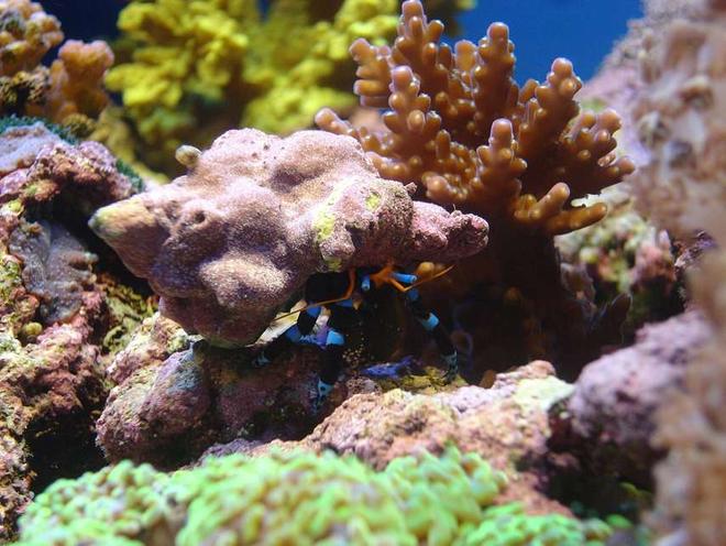 corals inverts - clibanarius tricolor - dwarf blue leg hermit crab stocking in 140 gallons tank - Herman the blue legged hermit crab :-)