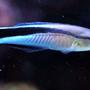 saltwater fish - labroides dimidiatus - cleaner wrasse stocking in 40 gallons tank - Cleaner Wrasse