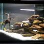 freshwater fish tank (mostly fish and non-living decorations) - Chichild tank (upgrade 28/08/07)