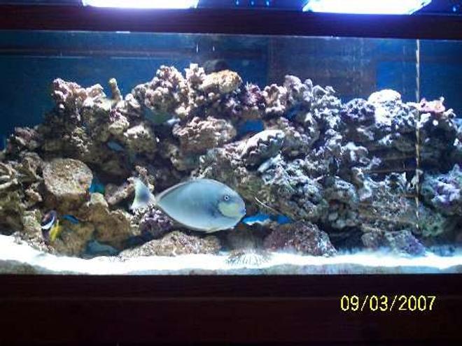 75 gallons saltwater fish tank (mostly fish, little/no live coral) - 75 gallon all glass aquarium. running on a 30 gallon refugium,with a G3 protein skimmer.For the lighting I have a current metal halide fixture with 2 14k bulbs.
For my return I am running a sea swirl rotating head that rotates 180 degrees.