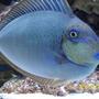 saltwater fish - naso vlamingii - vlamingii tang stocking in 75 gallons tank - The Vlamingii Tang, also known as the Vlaming's Unicornfish, or Bignose Unicornfish, has a brown to purple body color when an adult. In the juvenile, The color graduates from lighter, dorsaly, to darker, ventrally. It has vertical markings on the body and blue highlights. The dorsal fin, anal fin, tail, and face are all sparingly detailed in a brilliant bright blue.
