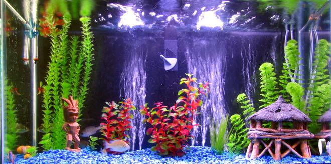 30 gallons freshwater fish tank (mostly fish and non-living decorations) - 30gal Freshwater