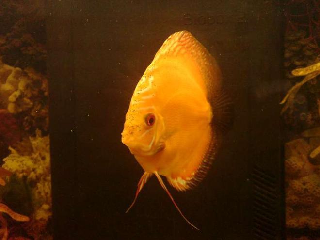 40 gallons freshwater fish tank (mostly fish and non-living decorations) - Discus Marlboro Red