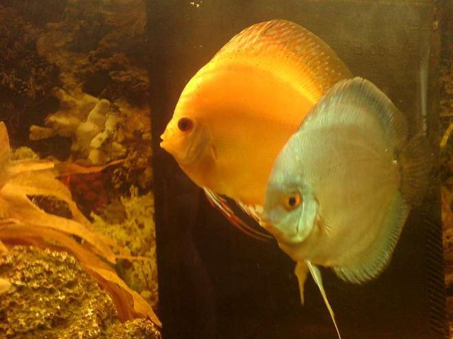 freshwater fish - symphysodon aequifaciatus haraldi - turquoise blue discus stocking in 40 gallons tank - Discus Turquoise Blue