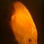 freshwater fish - symphysodon sp. - red marlboro discus stocking in 40 gallons tank - Discus Marlboro Red