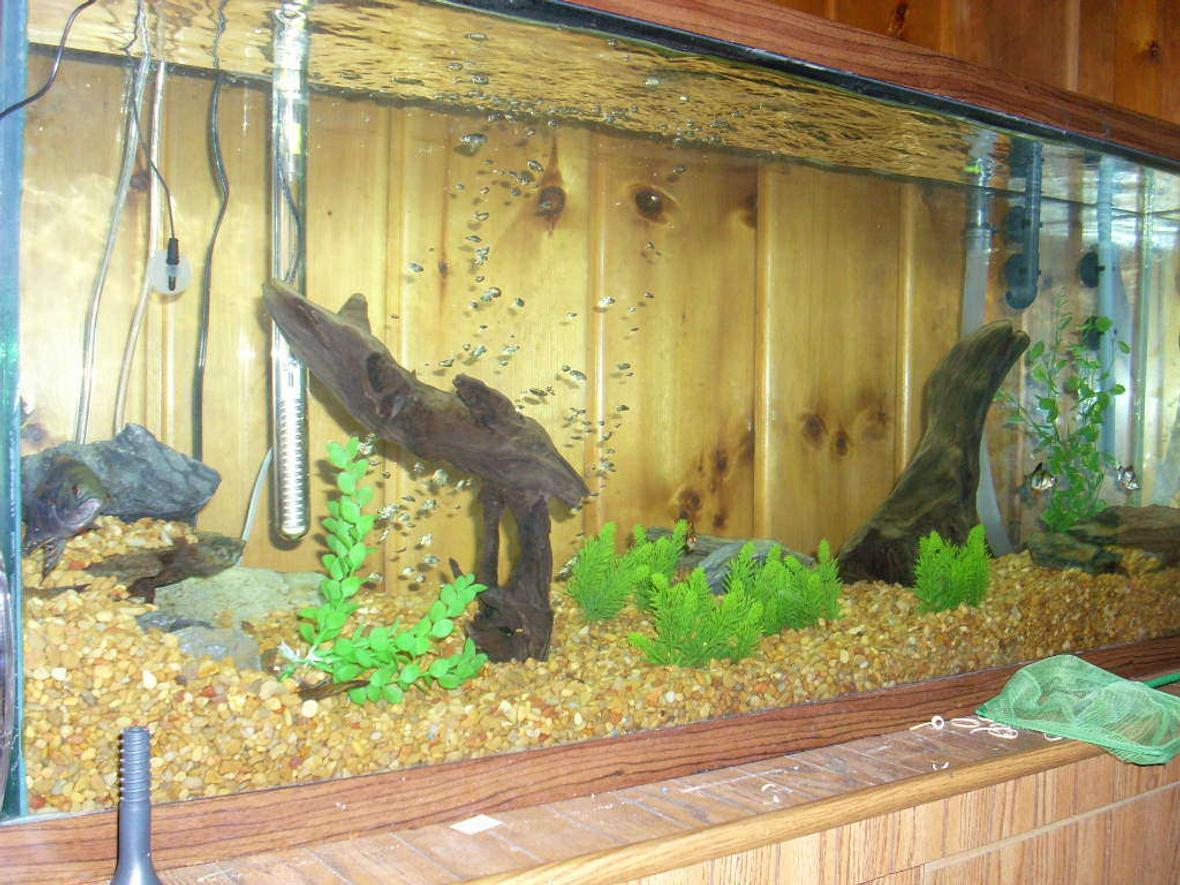 55 gallons freshwater fish tank (mostly fish and non-living decorations) - 55 gallon freshwater tank, 1 Oscar, 1 female Convict, 5 Tiger Barbs. Natural gravel to match the wood walls and stand. Fillstar lvl3 canister filter.