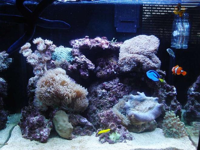30 gallons reef tank (mostly live coral and fish) - 2 months old