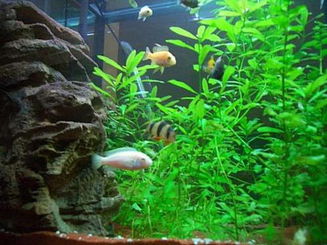 freshwater fish - pseudotropheus socolofi (albino) - albino socolofi stocking in 140 gallons tank - LOVE MY FISH TANK I HOPE YOU LIKE IT TO.