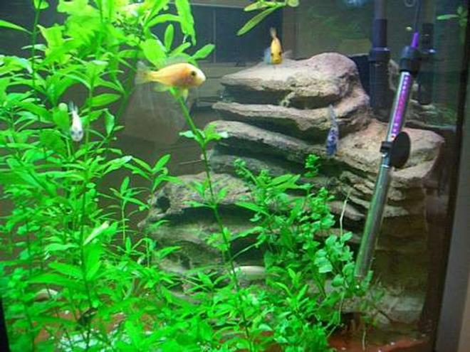 freshwater fish - pseudotropheus estherae - red zebra cichlid stocking in 140 gallons tank - LOVE MY FISH TANK I HOPE YOU LIKE IT TO
