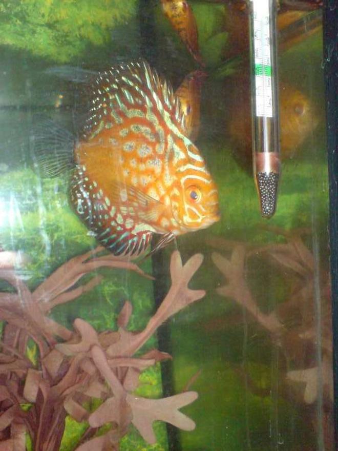 freshwater fish - symphysodon spp. - pigeon blood discus stocking in 40 gallons tank - Pigeon Flash Discus