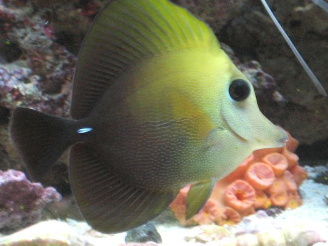 saltwater fish - zebrasoma scopas - scopas tang stocking in 75 gallons tank - My Scopas.