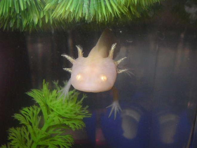 freshwater fish - ambystoma mexicanum - axolotl stocking in 55 gallons tank - Brikemond's Axolotl (in another tank): Mya