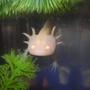 freshwater fish - ambystoma mexicanum - axolotl stocking in 55 gallons tank - Brikemond's Axolotl (in another tank): Mya