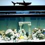75 gallons saltwater fish tank (mostly fish, little/no live coral) - 75g