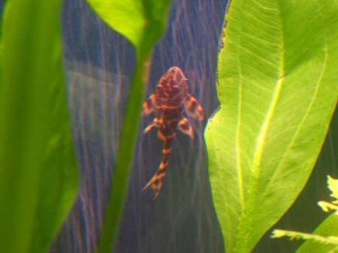 freshwater fish - panaque maccus - clown pleco stocking in 90 gallons tank - Clown Pleco