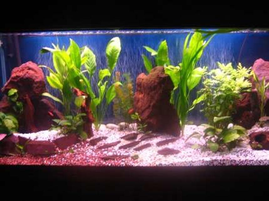 Rated #178: 90 Gallons Planted Tank - Red Texas Rock
Anubias, Wisteria, Bamboo, Hornwort and swords
3 Bala sharks, 7 Cherry Barbs, Clown Pleco, Khuli Loach