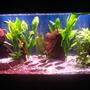 90 gallons planted tank (mostly live plants and fish) - Red Texas Rock Anubias, Wisteria, Bamboo, Hornwort and swords 3 Bala sharks, 7 Cherry Barbs, Clown Pleco, Khuli Loach